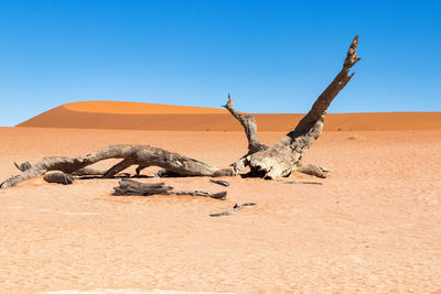 Desert frame of namibia