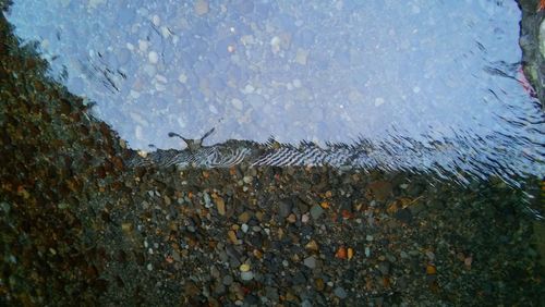 Close-up of wet crab against sky