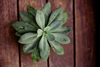 Close-up of succulent plant on floorboard