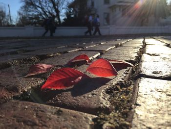 Close-up of red leaves