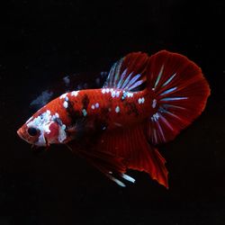 Close-up of fish swimming in sea
