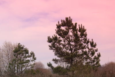 Trees against sky during sunset