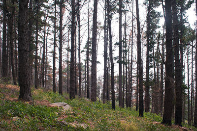 Pine trees in forest