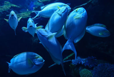 Fish swimming in sea