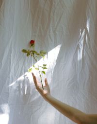 Close-up of hand holding white flower on bed