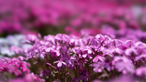 Close-up of pink flowering plant