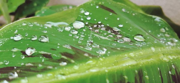 Close-up of raindrops on leaves