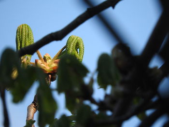 Low angle view of plant against sky