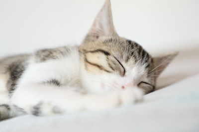 Close-up of cat sleeping