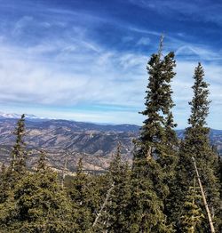 Scenic view of forest against sky