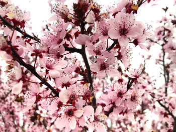 Low angle view of cherry blossoms in spring