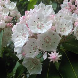 Close-up of pink flowers