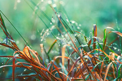 Close-up of wet plants