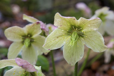 Close-up of flowering plant