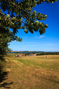 Trees on field against blue sky