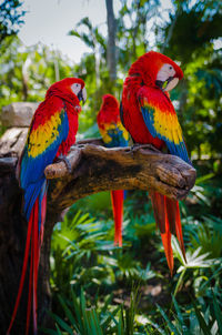 View of parrot perching on tree