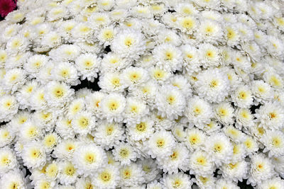 Close-up of white flowering plants