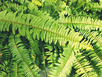 Full frame shot of green leaves