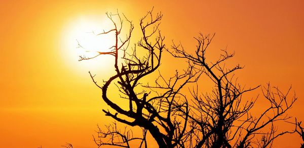 Low angle view of silhouette bare tree against orange sky