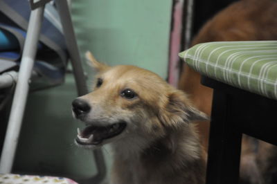 Close-up of dog looking away