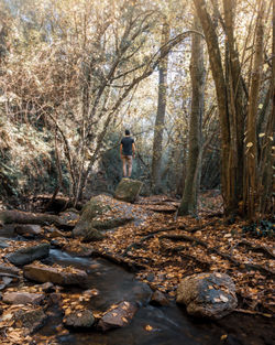 Rear view of man walking in forest