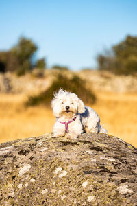 Dog on rock