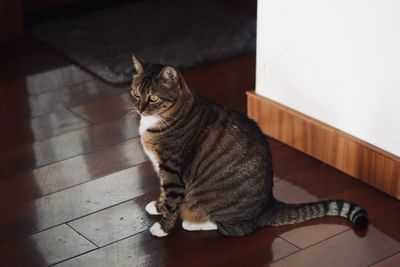 High angle view of cat sitting on floor