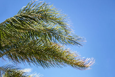 Low angle view of palm tree against blue sky