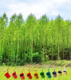 Scenic view of bamboo trees in forest against sky