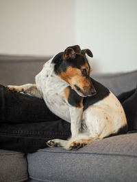 Dog resting on sofa at home