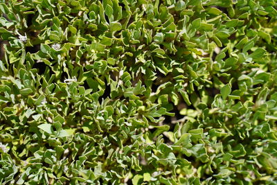 Full frame shot of fresh green plants