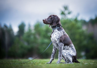 Dog looking away