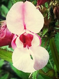 Close-up of pink flower