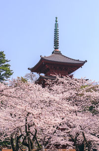 Low angle view of cherry blossoms against sky