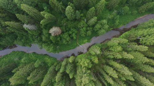 High angle view of green plants