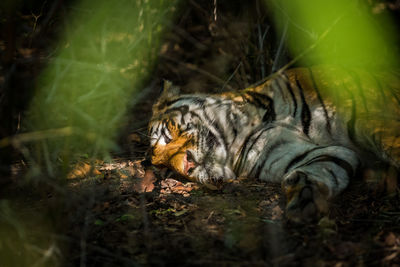 Tiger relaxing on land