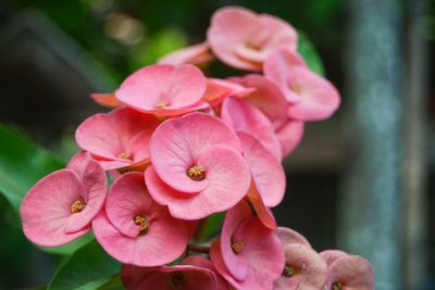 Close-up of pink flowers