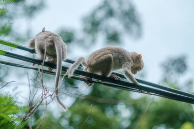 Low angle view of monkey on tree