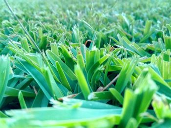 Close-up of snake on grass