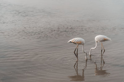 White ducks in a lake