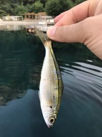 Close-up of hand holding fish