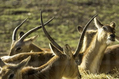 Deer in a field