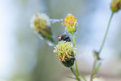 Close-up of insect on flower