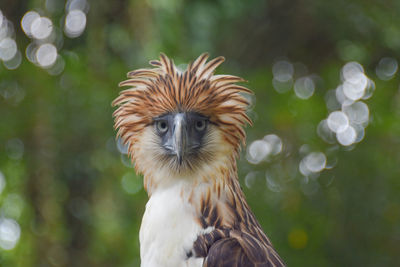 Close-up of a bird looking away