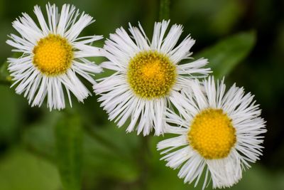 Close-up of white daisy flowers