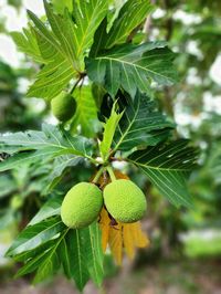 Breadfruit or artocarpus altilis tree with fruits. breadfruit originated in the south pacific. 