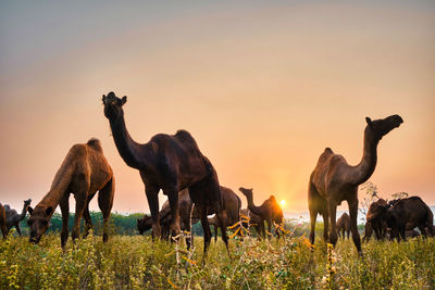 View of camels during sunrise