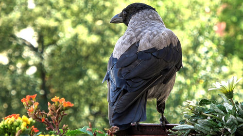 Bird perching on a tree