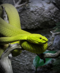 Close-up of green snake on branch