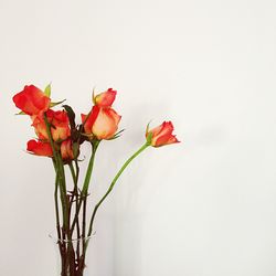 Close-up of red flower over white background